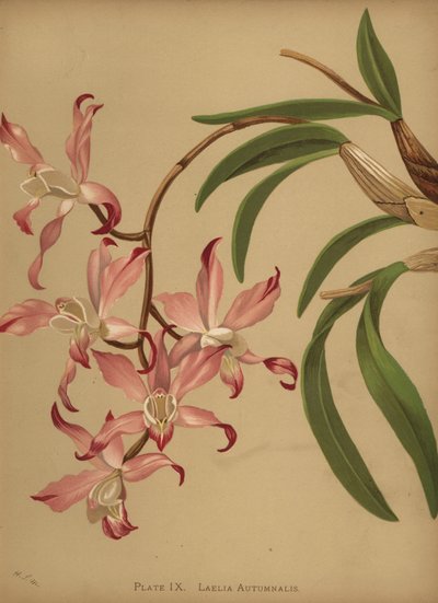 Autumn Laelia Orchid by Unknown